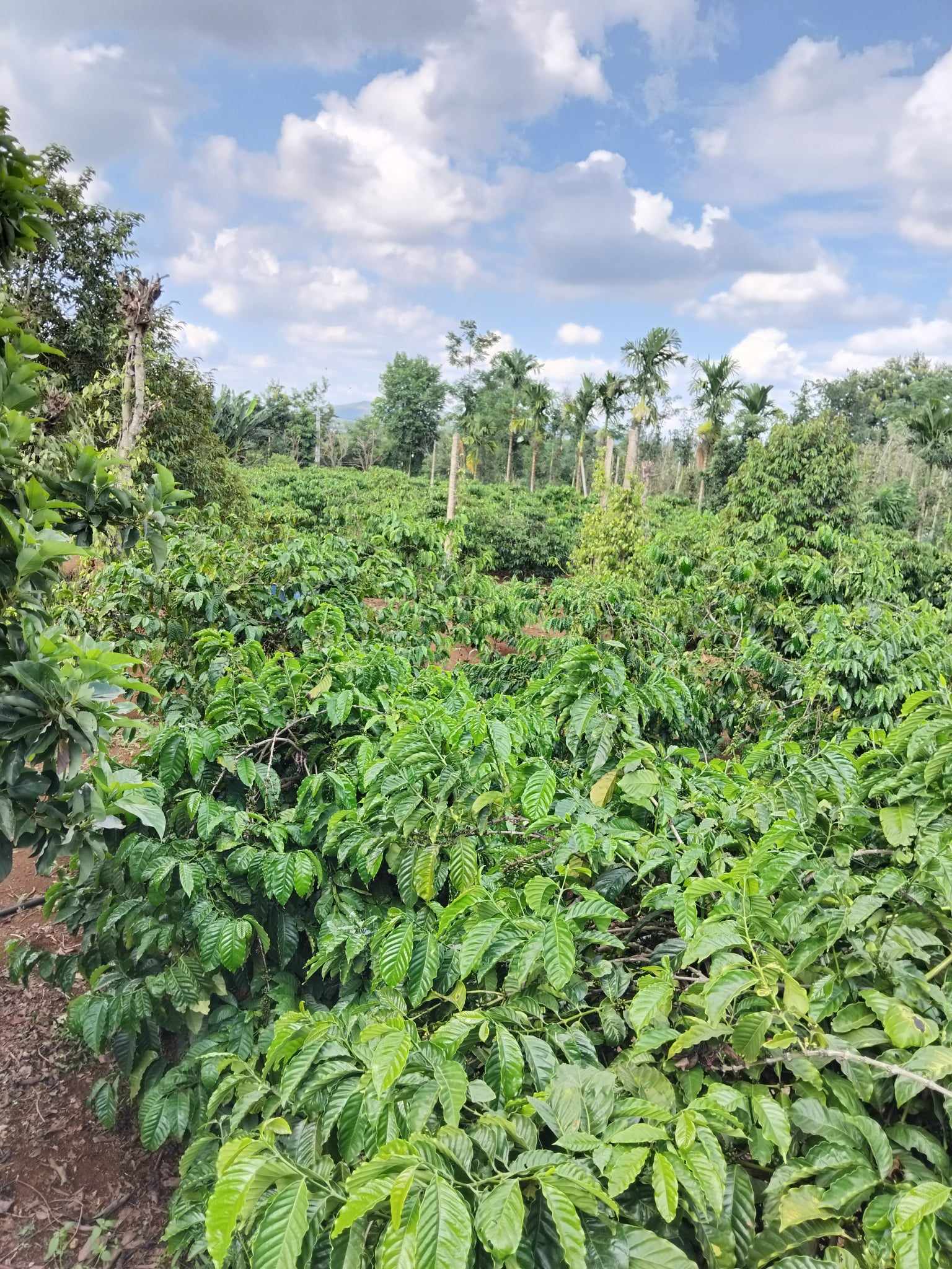 Sử dụng hiệu quả nguồn vốn vay ưu đãi của Ngân hàng Chính sách xã hội qua các tổ chức chính trị - xã hội